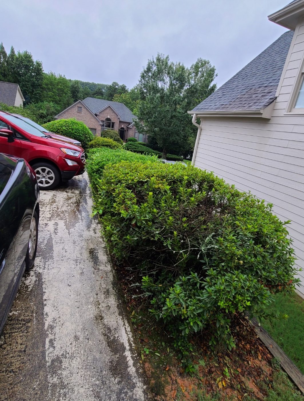 Trimmed shrubs along a driveway